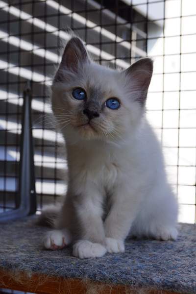 Katerli Quino (blue-point)