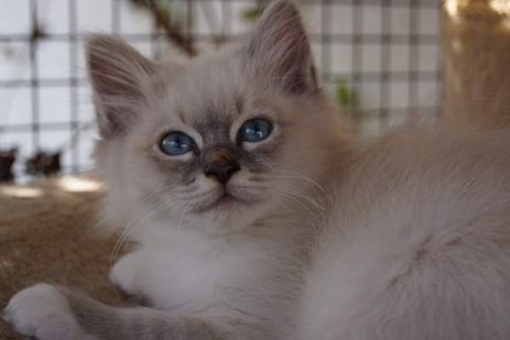 blue-tabby Mädchen Quirly of Inch`Allah`s