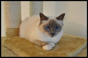 Moira of Inch`Allah`s (blue-point) im Alter von einem Jahr