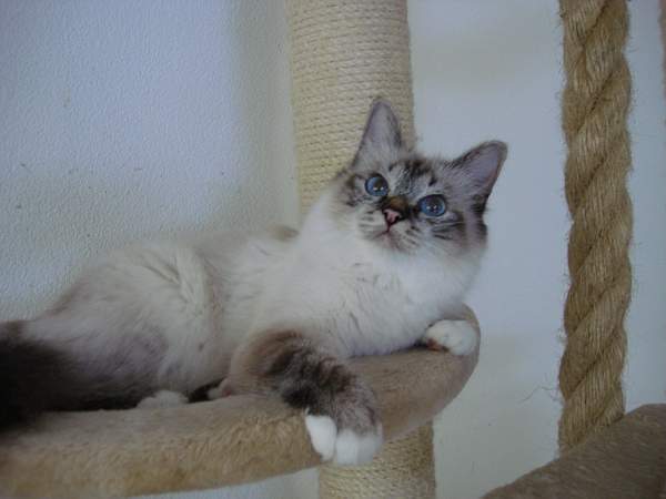 Aysha of Mahina (seal-tabby point)