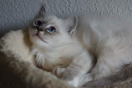 blue-tabby Mädchen Quirly of Inch`Allah`s