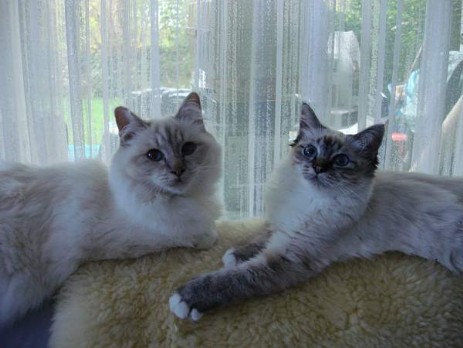 lilac-tabby Grazy mit unserer jungen seal-tabby Dame aus Hamburg