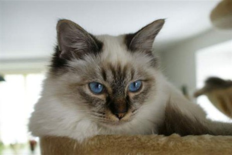 Mandy of Inch`Allah`s (seal-tabby point) 7 Monate alt
