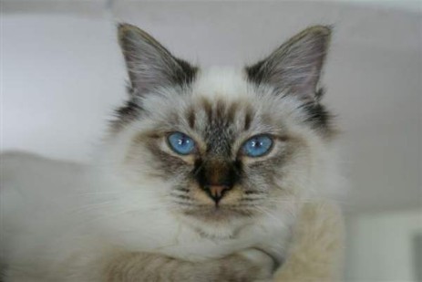 Mandy of Inch`Allah`s (seal-tabby point) 7 Monate alt