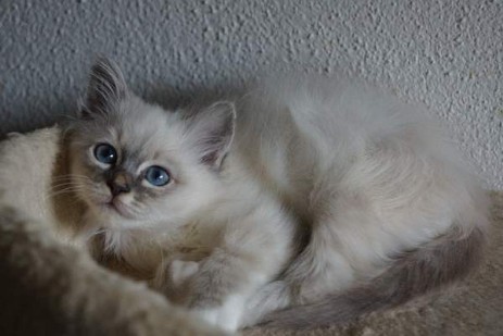 blue-tabby Mädchen Quirly of Inch`Allah`s
