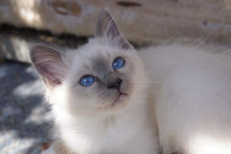 Quino of Inch`Allah`s blue-point Katerli (12 Wochen alt)