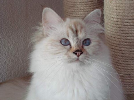 Pearl of Inch`Allah`s (seal-silver tortie tabby point) 1 Jahr alt