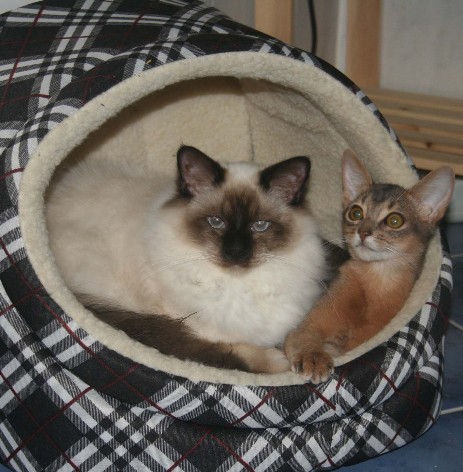 Birmakater Prakash (seal-point) mit seiner Freundin Uzima
