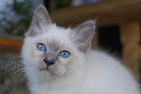 Quino of Inch`Allah`s blue-point Katerli (12 Wochen alt)