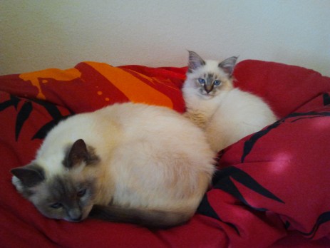 Moira und Pagira of Inch`Allah`s