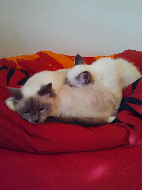 Moira und Pagira of Inch`Allah`s
