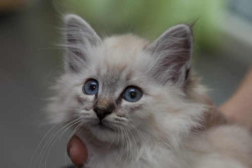 Pamuya of Inch`Allah`s (seal-tabby point) 12Wochen alt