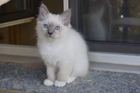 Quino of Inch`Allah`s blue-point Katerli (12 Wochen alt)