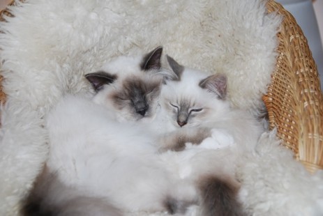 Orion & Omega of Inch`Allah`s - wie fast immer am Kuscheln.