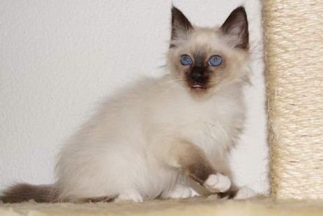 Quincy of Ich`Allah`s seal-point Kater (12 Wochen alt)