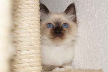Quincy of Ich`Allah`s seal-point Kater (12 Wochen alt)