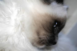 Oreo of Inch`Allah`s (blue-point) Katerli