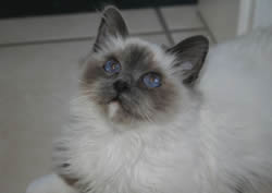 Oreo of Inch`Allah`s (blue-point) Katerli