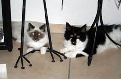 Oreo und sein Gspändli Leeroy