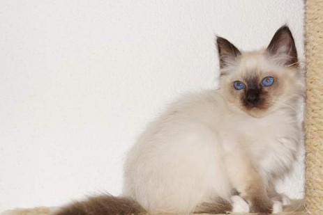 Quincy of Ich`Allah`s seal-point Kater (12 Wochen alt)