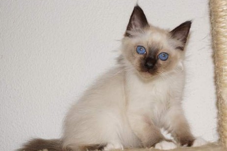 Quincy of Ich`Allah`s seal-point Kater (12 Wochen alt)