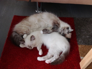 Unsere kleine Nina schläft zusammen mit Kätzin Helena (seal-tabby point)