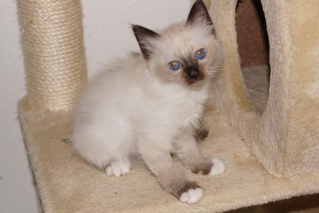 seal-point Kater Quincy