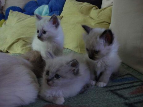 Gracys drei Kitten 6 Wochen alt