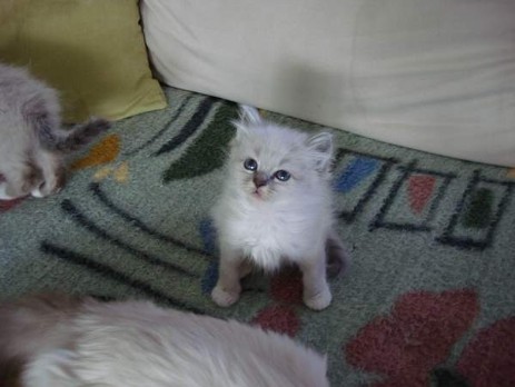 Quirly of Inch`Allah`s (blue-tabby point) 6 Wochen alt