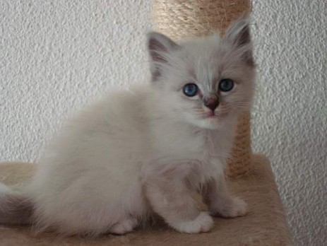 Bereits sind unsere Kitten 8Wochen alt und bringen so richtig Leben in unseren Haushalt :-))