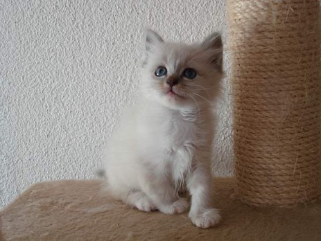 Die Kitten 12 Wochen alt.