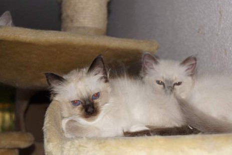 Quincy und Bruder Quino (blue-point)