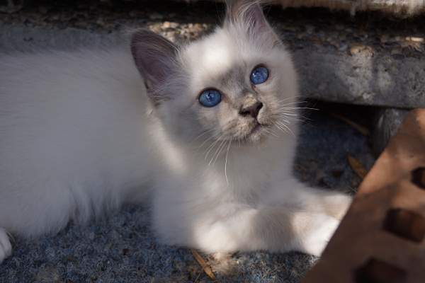 Quino blue-point Katerli 11 Wochen alt