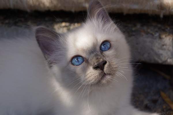 Katerli Quino (blue-point)