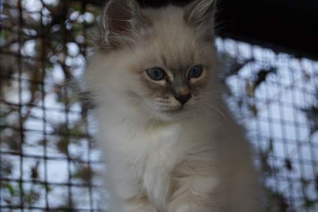 Quirly blue-tabby Mädchen 11 Wochen alt