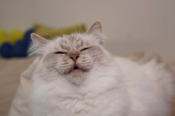 Unsere Grazy ist ganz schön stolz auf Ihre 3 süsse Kitten!