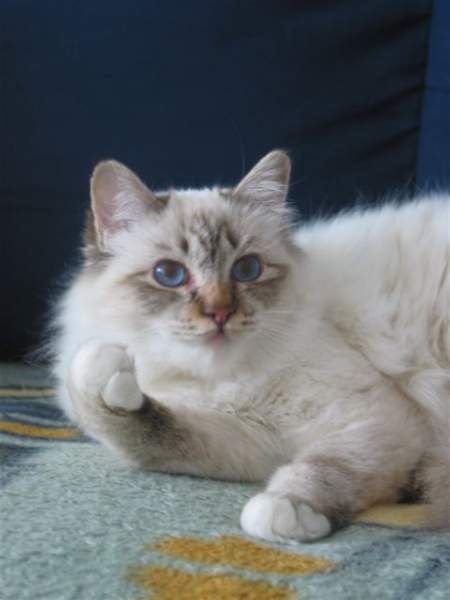 Banu