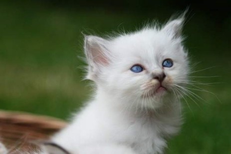 blue-tabby Mädchen wurf vom 20.Mai 5 Wochen alt