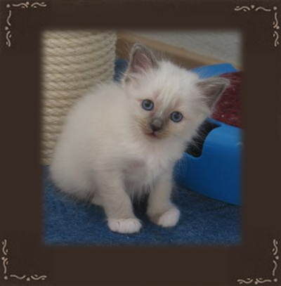 Jamiro Sancho of Inch`Allah`s männlich (blue-point)
