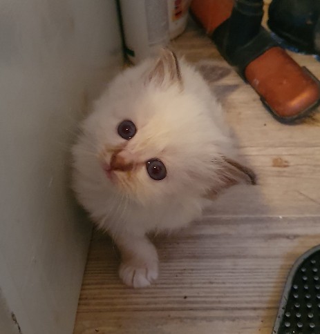 Choclate-Tabby Mädchen