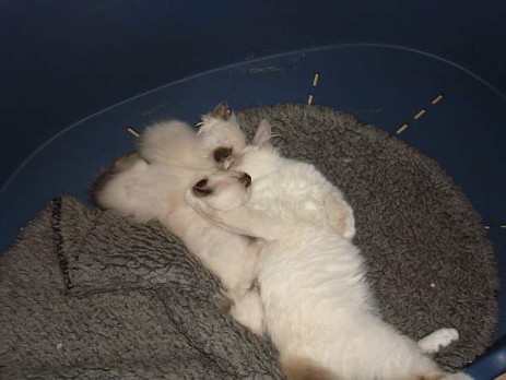 Mogli, Moira und Midnight-Mimi am schlafen mit Melina of Inch`Allah`s (blue-tabby)