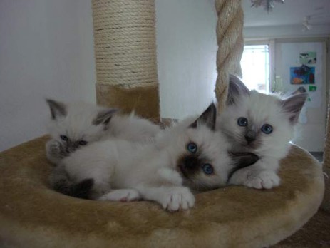 Wurf von Snowbell 8 Wochen alt
