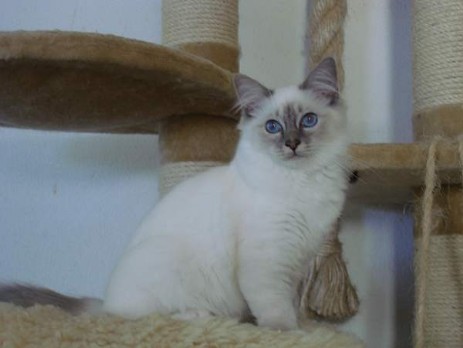 Melina of Inch`Allah`s (blue-tabby point) 6 Monate alt