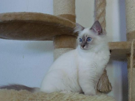 Melina of Inch`Allah`s (blue-tabby point) 6 Monate alt