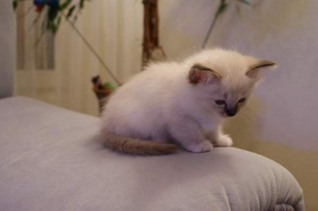 Mandy of Inch`Allah`s seal-tabby point