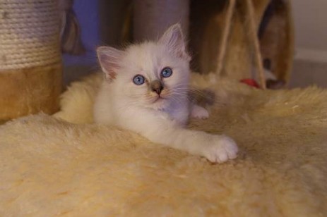 Melina of Inch`Allah`s blue-tabby point