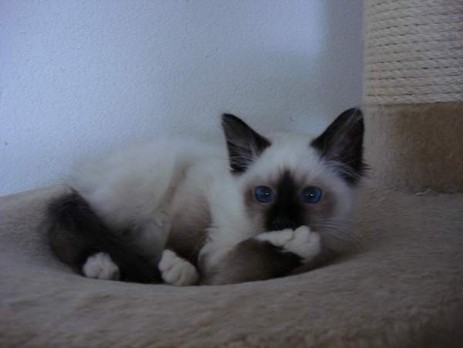 Midnight-Mimi 11 Wochen alt