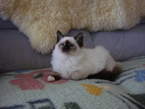 Midnight-Mimi of Inch`Allah`s (seal-point)