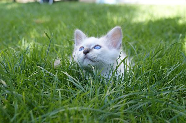 Merlin of Inch`Allah`s blue-tabby point 10 Wochen alt