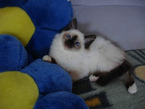 Midnight-Mimi (seal-point) 14 Wochen alt